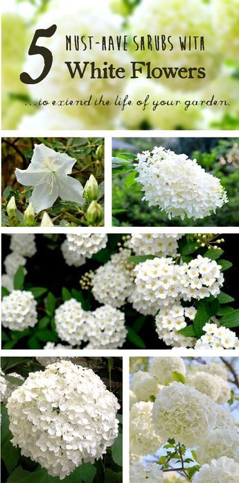 Shrubs With White Flowers, White Flowering Shrubs, White Flowers Garden, White Plants, Garden Shrubs, Moon Garden, Have Inspiration, Flowering Shrubs, White Gardens