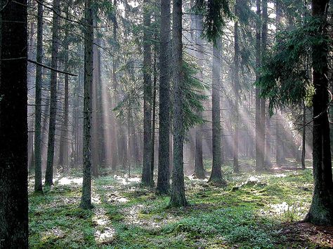 the suns rays in Białowieża Forest, Poland.....BLISS Norway Places To Visit, Bialowieza Forest, Honduras Travel, Panama Travel, Guatemala Travel, Temperate Rainforest, Poland Travel, Jamaica Travel, Norway Travel