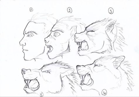 werewolf transform by BlueWolf2995.deviantart.com on @DeviantArt Werewolf Face Drawing, Transformation Poses Drawing, Werewolf Mid Transformation, Werewolf Transformation Animation, Werewolf Human Form, Werewolf Transformation Art, Werewolf Pose Reference, Werewolf Poses, Werewolf Anatomy