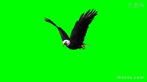 Green Screen Video Effect, Free Green Screen Backgrounds, Free Cartoon Characters, Eagle Flying, Green Screen Footage, Drawing Room Decor, Free Green Screen, Nature Background Images, App Background