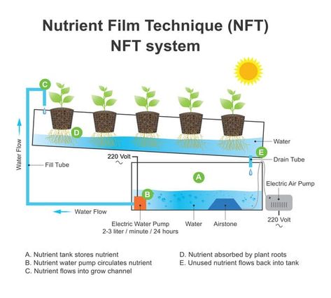 What Is NFT Hydroponics? Guide To Nutrient Film Technique - Smart Garden Guide Nft Hydroponics, Hydroponics Setup, Film Technique, Hydroponic Farming, Hydroponics Diy, Farming Techniques, Electric Water Pump, Gardening Techniques, Smart Garden