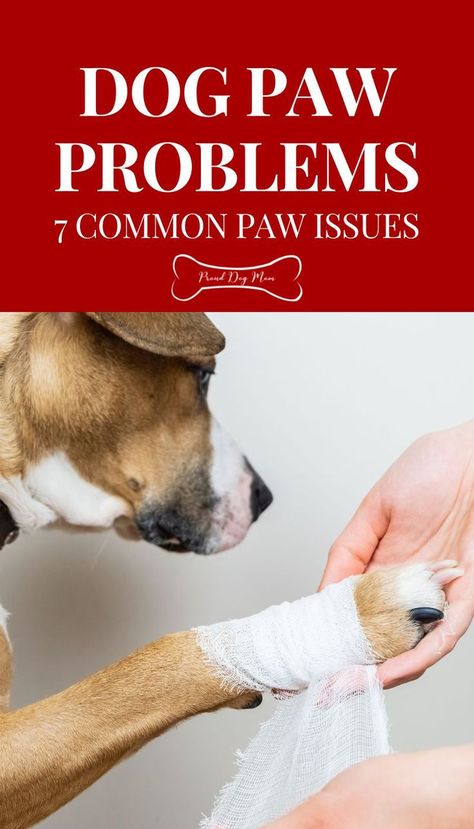 Dog Skin Care, Paw Care, Dog Health Tips, Dog Health Care, Dog Skin, Dog Care Tips, Dog Activities, Pet Care Tips, Dog Parents