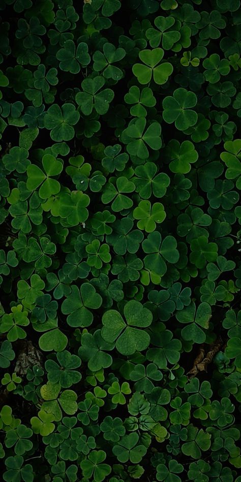 A wallpaper full of green clovers 🍀☘️ Green Clover Wallpaper, Symmetry Photography, Green Nature Wallpaper, Clover Wallpaper, Lucky Wallpaper, Green Scenery, Green Clover, Abstract Wallpaper Backgrounds, 8k Wallpaper