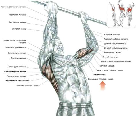 Fitness Anatomy, Workout Charts, Strength Training Anatomy, Bodyweight Workout Routine, Compound Lifts, Improved Health, Muscular Endurance, Muscle Anatomy, Biceps And Triceps