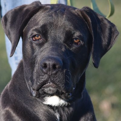 Mastador dog for Adoption in Huntley, IL. ADN-736176 on PuppyFinder.com Gender: Male. Age: Young Mastador Dog, Labrador Retriever Mix, Dog Adoption, Illinois, Labrador Retriever, Labrador, Adoption, Dogs, Animals