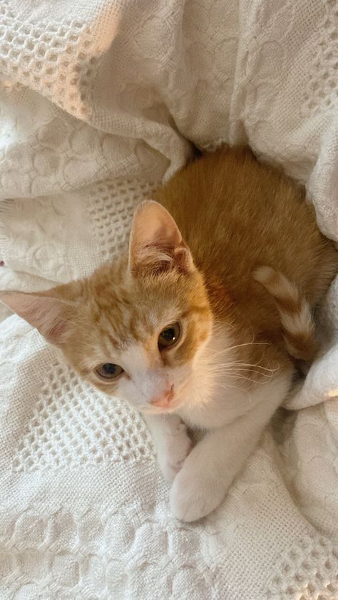 Cute aesthetic orange kitten baby cat soft cuddly fuzzy cozy blanket Kittens Orange And White, Orange And White Cat Aesthetic, Orange And White Kitten, White And Orange Cat, Orange White Cat, Orange Kitten, Asian Cat, Orange And White Cat, Orange Kittens