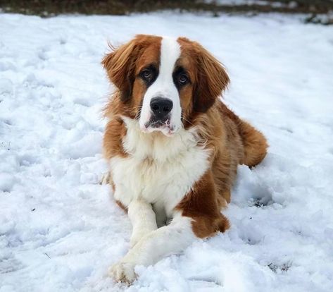 16 Saint Bernard Mixes That Will Melt Your Cold, Unloving Heart | PetPress St Bernard Bernese Mountain Dog, St Bernard Mix Puppy, St Bernese Mountain Dog, Saint Bernese, St Bernese, Saint Bernard Mix, St Bernard Mix, Bernese Mountain Dog Mix, Saint Bernard (dog)