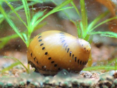 10 Best Freshwater Aquarium Snails (With Pictures) Snails In Fish Tank, Aquarium Snails Freshwater, Best Aquarium Fish, Aquarium Snails, Tiny Tank, Nano Aquarium, Betta Tank, Betta Fish Tank, Water Animals