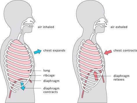 Rib flare is a common compensation pattern that could be setting you up for injury. Learn what it is and how to prevent it. Pectus Excavatum, Rib Pain, Rib Flare, Alternate Nostril Breathing, Belly Breathing, Diaphragmatic Breathing, Relaxation Exercises, Health Plus, Ribbed Flares