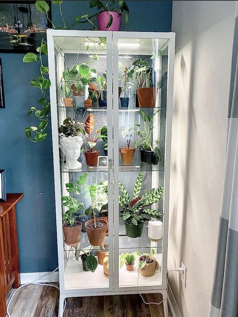 Glass Plant Cabinet, Plant Cabinet, Ladder Ideas, Ikea Plants, Welcome Home Decorations, Ganpati Decoration At Home, نباتات منزلية, Indoor Greenhouse, Decorative Furniture