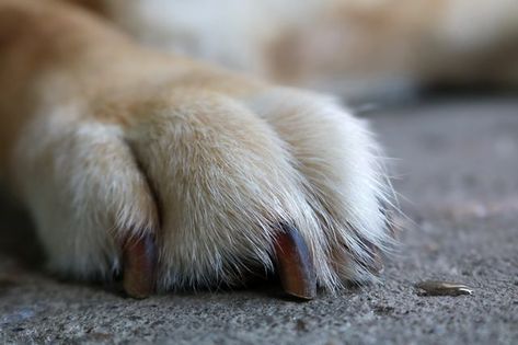 If your dog lost a nail, you should probably take him to the vet to have it treated while the animal is under sedation for your own and your pet's safety. But if the injury is mild, you may be able to treat it at home by removing the damaged part of the nail and cleaning and bandaging the injury. Dog Wound Care, Dog Paw Pads, Dog Wound, Epsom Salt Bath, Dog Smells, Puppy Paws, Dog Nails, Paw Pads, Bad Dog