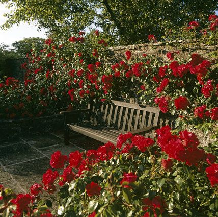 Red Patio Furniture, Red Roses Garden, Rose Aesthetic, Garden Seat, Rose Rouge, Garden Seating, Rose Cottage, Garden Patio Furniture, Outdoor Garden Furniture