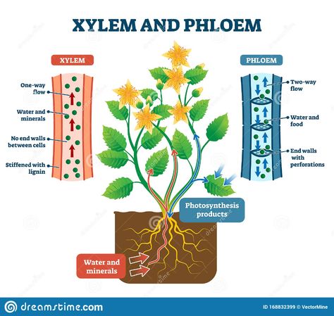 Xylem And Phloem, Biology Plants, Plant Physiology, Science Models, Plant Notes, Tissue Types, Plant Tissue, Agriculture Education, Teaching Biology