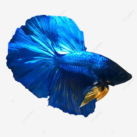 betta fish png image decoration Fish Png, Map Creator, Fish Fish, Wedding Map, Betta Fish, Clipart Images, Png Clipart, Png Image, Png Images