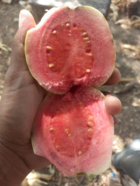 Guava Watermelon, Plum, Fruit, Collage, Pins