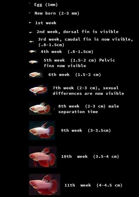 Baby Betta Fish, Fish Life Cycle, Betta Breeding, Back Workout Bodybuilding, Breeding Betta Fish, Unique Jars, Mosquito Larvae, Brine Shrimp, Fish Breeding