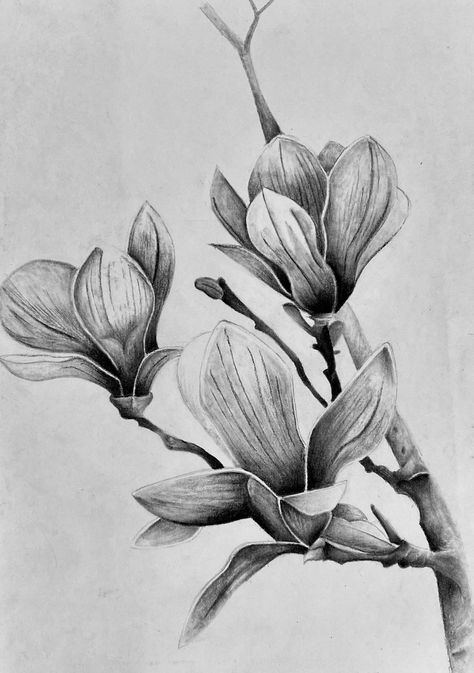 Botanical Pencil Drawings, Pencil Drawing Images Flowers, Drawing Ideas Flowers Pencil, Charcoal Flower Drawing, Flower Pencil Drawings, Charcoal Flowers, Flower Sketch Pencil, Pencil Drawings Of Flowers, Flower Line Drawings