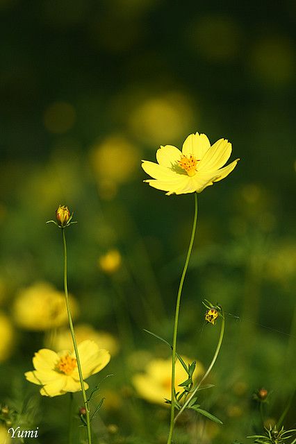 Para essa imagem eu só tenho uma explicação: Deus! Butter Cup Flower, Yellow Cosmos, Cosmos Flowers, Butter Yellow, Mellow Yellow, The Grass, Lemon Yellow, Flowers Nature, Macro Photography