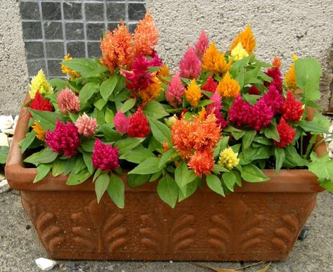 Container Gardening Quiz to Provide both Inspiration and Knowledge Starter Plants, Annual Flowers, Large Flowers, Garden Seeds, Container Gardening, Beautiful Flowers, Seeds, Castle, Plants