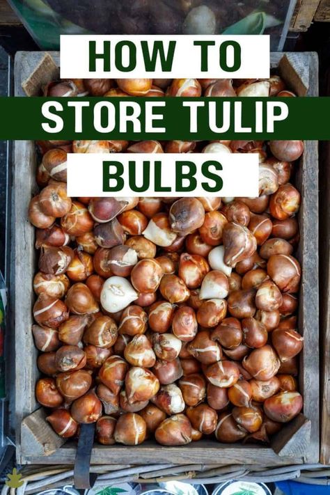 Storing Bulbs Over Summer, How To Store Flower Bulbs, Storing Tulip Bulbs, Tulip Garden Bed Ideas, Tulip Bulbs In A Vase, Tulip Bulbs How To Save, How To Plant Tulip Bulbs, Tulip Bulbs Planting, Tulip Types