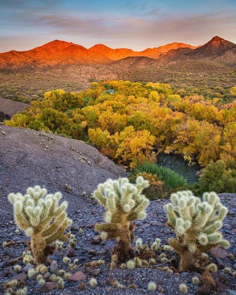 Arizona Highways on Instagram: "Autumn has arrived, but the low desert won’t see the leaves change until December and even January. In this shot by Paul Gill, teddy bear chollas anchor a view of emerging autumn colors along the Verde River at Needle Rock Recreation Site, northeast of Phoenix. #arizona #autumn #fallcolor #landscape #photography #arizonahighways #magazine @paulgillphoto #fallleaves #cactus #nature @leavenotraceorg" Arizona Autumn, Instagram Autumn, Autumn Colors, Phoenix Arizona, Autumn Leaves, Fall Colors, Landscape Photography, Phoenix, Beautiful Places