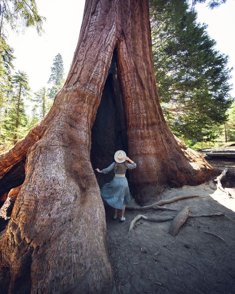 The Proclamation Tree at Trail of 100 Giants in Sequoia National Forest Sequoia Tree, California Mountains, Kings Canyon National Park, Forest Trail, Sierra Nevada Mountains, Lily Plants, Cedar Trees, Kings Canyon, California National Parks