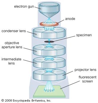 transmission electron microscope (instrument) | Britannica Microscope Images, Enrico Fermi, Electron Microscope Images, Optical Microscope, Scanning Electron Microscope, Magnified Images, Stain Techniques, Microscopic Images, The Human Eye