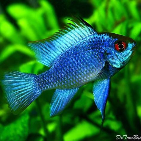 Electric blue ram Ram Cichlid, Tropical Freshwater Fish, Aquarium Gravel, Freshwater Aquarium Fish, African Cichlids, Fish For Sale, Aquarium Accessories, Aquarium Design, Pet Fish