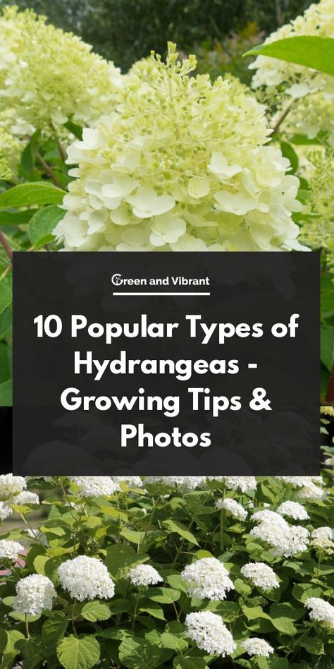 Hydrangea Types Shrubs, Different Types Of Hydrangeas, Types Of Hydrangea Bushes, Hydrangea Bushes In Front Of House, Diy Backyard Play, Hydrangea Types, Front Garden Designs, Backyard Play Spaces, Pruning Hydrangeas