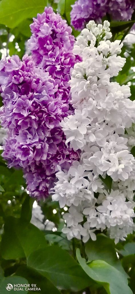 Lilac Bouquet, Lilac Tree, Lilac Bushes, Wonderful Flowers, Lilac Flowers, Beautiful Flowers Pictures, Flowering Trees, Exotic Flowers, Flower Beauty