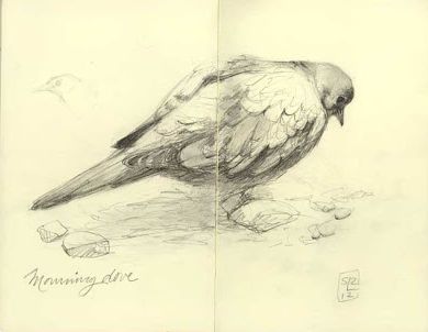 Morning Dove Morning Dove Drawing, Morning Dove Tattoo, Morning Dove, Dove Drawing, Biro Drawing, Dove Tattoo, Illustration Styles, Animal Guides, Dream Tattoos