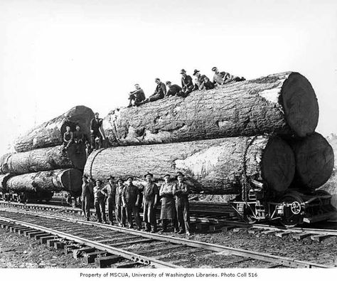 Loggers with large logs on skeleton trucks, Coats-Fordney Lumber Company, near Aberdeen, ca. 1920 Logging Industry, Big Timber, Form Follows Function, Giant Tree, Redwood Tree, Old Trees, Ancient Tree, History Photos, Big Tree