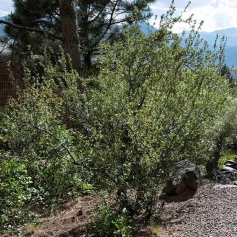 Mountain Mahogany, Colorado Mountains, Art Studies, Colorado Springs, Native Plants, Colorful Flowers, White Flowers, Fence, Springs