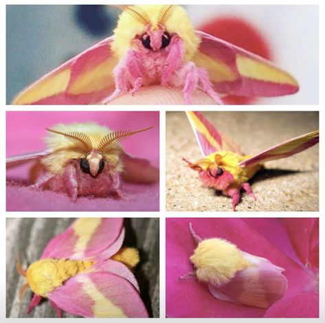 Yeah Rhubarb  Custard Moth, no not really its called the Rosey Maple Moth, it does have the colours of the boiled sweet tho and it's very cute 😊 Maple Moth, Rosy Maple Moth, Cute Moth, Cool Insects, Cool Bugs, Moth Art, Beautiful Bugs, Arthropods, Pretty Animals