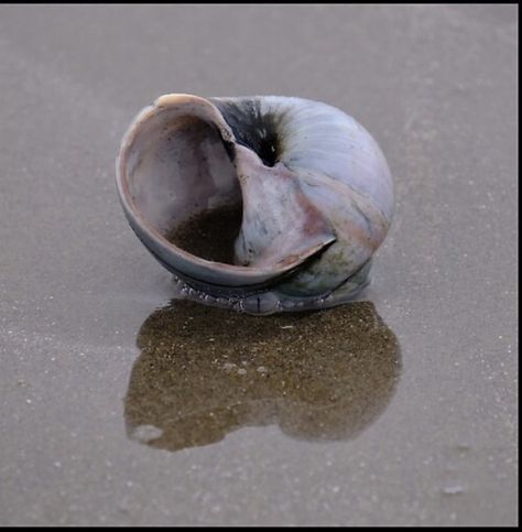 Empty snail shell on Rainbow Haven Beach in Nova Scotia Canada. Snail Shell Spiritual Meaning, Snail Without Shell, Snail Photo, Cute Snail Photography, Snail Shell In Resin, Reflection Art, Nova Scotia Canada, Snail Shell, Nova Scotia