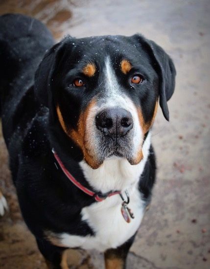 Greater Swiss Mountain Dog Breed Information and Pictures Swiss Mountain Dog Puppy, Appenzeller Dog, Worlds Largest Dog, Great Swiss Mountain Dog, Mountain Dog Breeds, Greater Swiss Mountain Dog, Swiss Mountain Dogs, Best Dog Breeds, Dog Rules