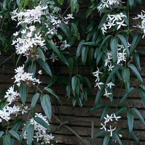 Clematis armandii Evergreen Clematis, Clematis Armandii, Courtyard Plants, White Clematis, Clematis Plants, Evergreen Vines, Clematis Vine, Perennial Flowers, Garden Decor Ideas