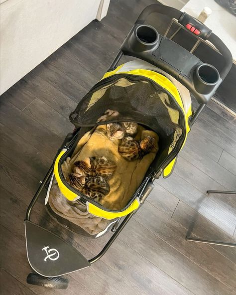 We can't get over these adorable kittens resting comfortably in the Revolutionary Pet Stroller!😻

Whether you're strolling around the neighborhood or taking them on an adventure, this stroller provides a safe, cozy, and breathable environment for your pets. With its lightweight, durable, and easy-to-maneuver design, it’s the must-have for pet parents who want to take their pets everywhere. And guess what? It’s now on sale for 40% off!😱

#petstroller #petjogger #dogadventures #petexplore #pets Pet Strollers, Pet Stroller, G Adventures, Travel System, Pet Parent, Kittens Cutest, Stroller, Kittens, Dogs