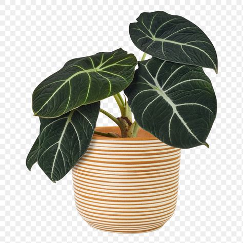 Velvet Alocasia, Agave Flower, Pot Tree, Plant Png, Flower Arrangements Simple, Tropical Green, Potted Trees, Plant Aesthetic, Pot Designs