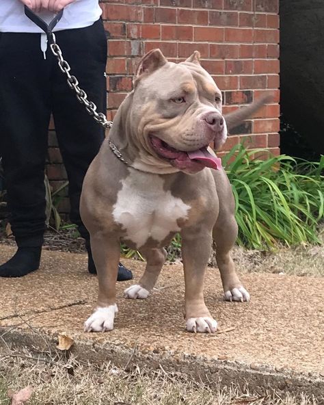 Candy Shop Bullies 🍭🍬 on Instagram: “Cookes enjoying the fresh air🤪🤪 #americanbullies #abkcworldwide🌐 #americanbully #americanbullynation #theabkc #candyshopbullies #tribullies…” American Bully Classic, American Bully Puppy, American Bully Pitbull, Pitbull Blue, American Bully Dog, Bully Puppy, Pitbull Dog Breed, Bully Pitbull, American Bull