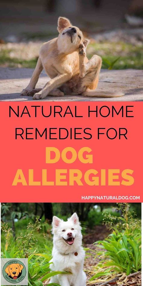 Does your dog have itchy skin, eyes, or paws? Are you wondering if it's from his food or the environment? Do you need home remedies that give your dog allergy relief, but want to use natural remedies? Learn the signs of dog allergies and how to use supplements, essential oils, healthy food, and more to reduce or eliminate your dog's allergies. Foods For Energy, Dog Allergies Remedies, Best Foods For Energy, Dog Allergy, Dog Skin Allergies, Natural Allergy Relief, Energy Boosting Foods, Home Remedies For Allergies, Meds For Dogs