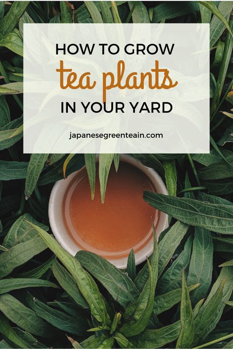 Growing Green Tea Plants, Growing Black Tea Plants, Black Tea Plant, How To Grow Tea Plants, Tea Plants To Grow, Japanese Tea Garden Backyard, How To Grow Tea, Growing Tea Plants At Home, Tea Garden Plants List