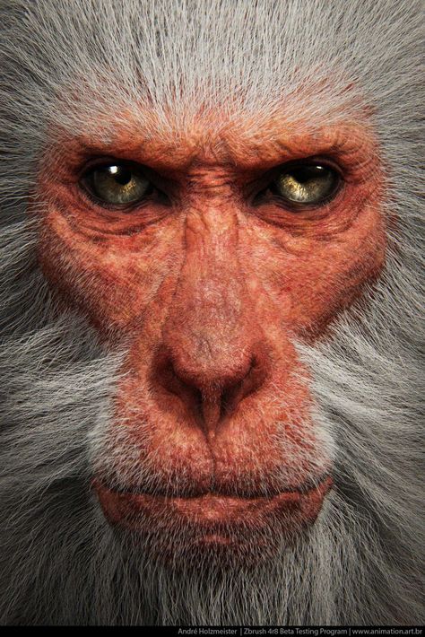 The Snow Monkey, Andre Holzmeister on ArtStation at https://www.artstation.com/artwork/1VEDe Types Of Monkeys, Mindful Breathing, Snow Monkey, Monkey Face, Rare Animals, Majestic Animals, Animal Faces, Weird Animals, Primates