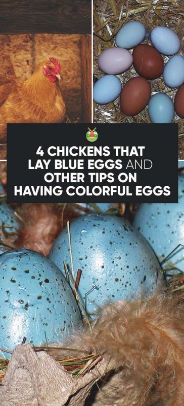 Breeds Of Chickens, Best Egg Laying Chickens, Egg Laying Chickens, Colored Eggs, Raising Backyard Chickens, Keeping Chickens, Blue Eggs, Building A Chicken Coop, Backyard Chicken Coops