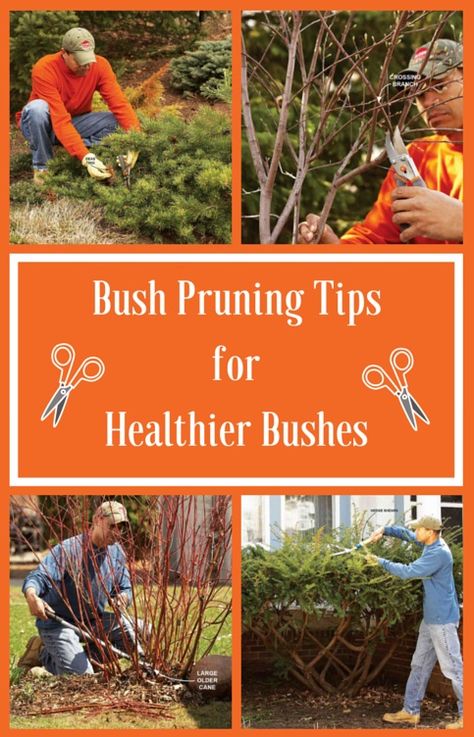 Properly pruned plants look better and live longer. Avoid ruining your shrubs by over-pruning. Diy Lawn, Tree Pruning, Garden Shrubs, The Bush, Yard Work, Garden Care, Trees And Shrubs, Lawn And Garden, The Plant