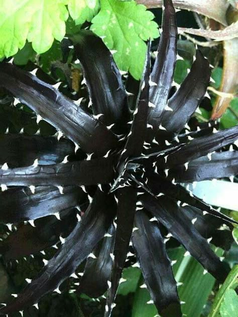 Black Plants Aesthetic, Goth Garden Decor, Gothic Plants, Succulent Aesthetic, Goth Plants, Gothic Gardens, Goth Flowers, Dark Plant, Black Succulents