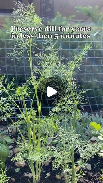 Cara Jones• Wife • Homesteading mama on Instagram: "How to preserve dill in minutes! 
.
.
#homestead #homesteading #preserving" Preserving Dill Herb, How To Preserve Dill From The Garden, How To Preserve Dill, Preserving Dill, Preserve Dill, Dill Salt, Preserve Fresh Herbs, Storing Produce, Herbs Growing