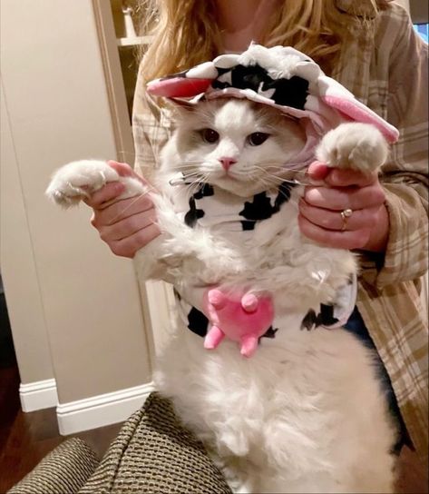 cute cat | cat in a costume | cute animal | ragdoll | kitten | fluffy animal | coquette cat | halloween cat | cute animal inspo Cat In A Costume, Kitten Fluffy, Coquette Cat, Fluffy Kittens, Ragdoll Kitten, Cat Halloween, Cat Cute, Fluffy Animals, Cat Cat