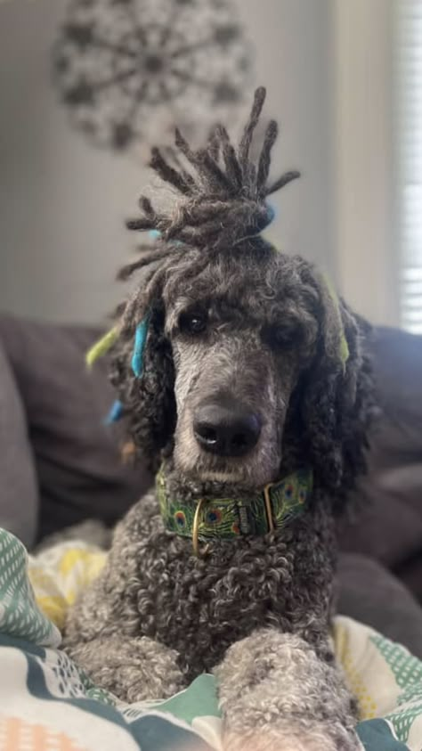 Dogs With Dreads, Poodle With Dreads, Poodle Dreadlocks, Corded Poodle, Groomed Poodle, Dog With Dreads, Poodle Hairstyles, Standard Poodle Puppies, Dog Dye