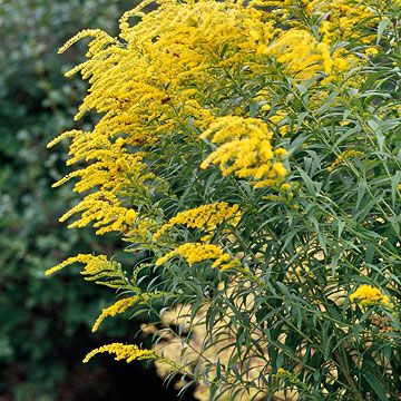 Solidago Pollinator Garden Design, Native Plant Landscape, Texas Native Plants, Florida Native Plants, Florida Landscaping, Native Plant Gardening, Australian Native Plants, Fall Garden, Dry Creek